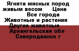 Ягнята мясных пород живым весом.  › Цена ­ 125 - Все города Животные и растения » Другие животные   . Архангельская обл.,Северодвинск г.